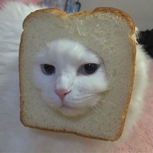 Meet your Posher, Bailey